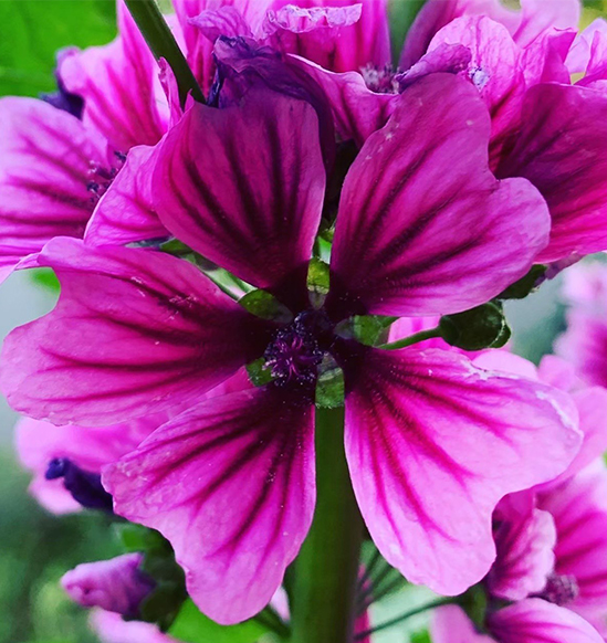 The mallow